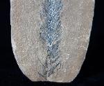 Lepidostrobus sp. BRONGNIART 1828 (Fruchtstand Schuppenbaum) - Bild © FossNet FossilienStore